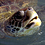 ArTourter
